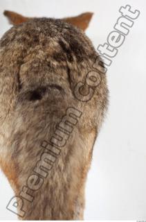 Wolf tail photo reference 0007